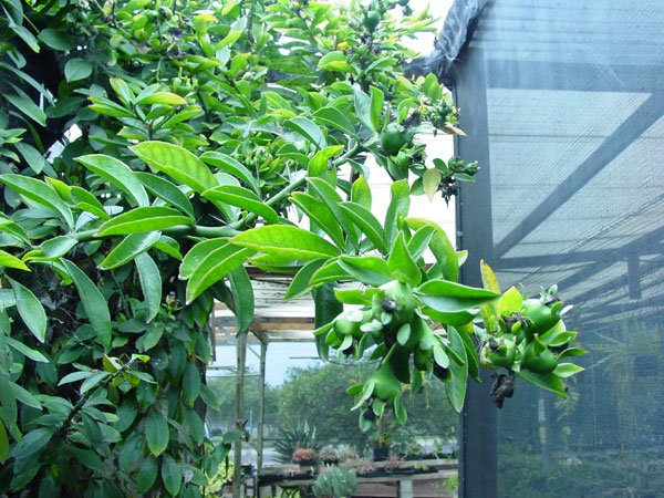 Pereskia_grandifolia